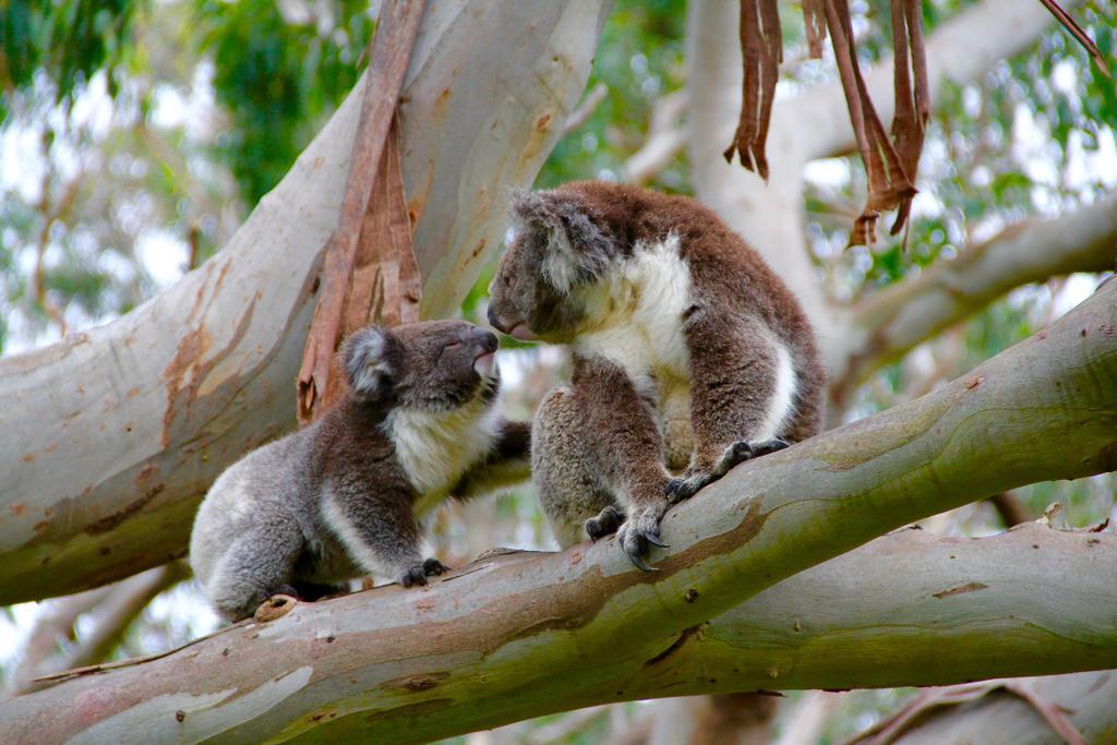 Bimbi Park - Camping Under Koalas Cape Otway Exterior photo